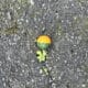 FIELD_Premium_Paintballs_2000er_Karton_exklusiv_fuer_Spielfelder_gelb_gruen_Fuellung.jpg